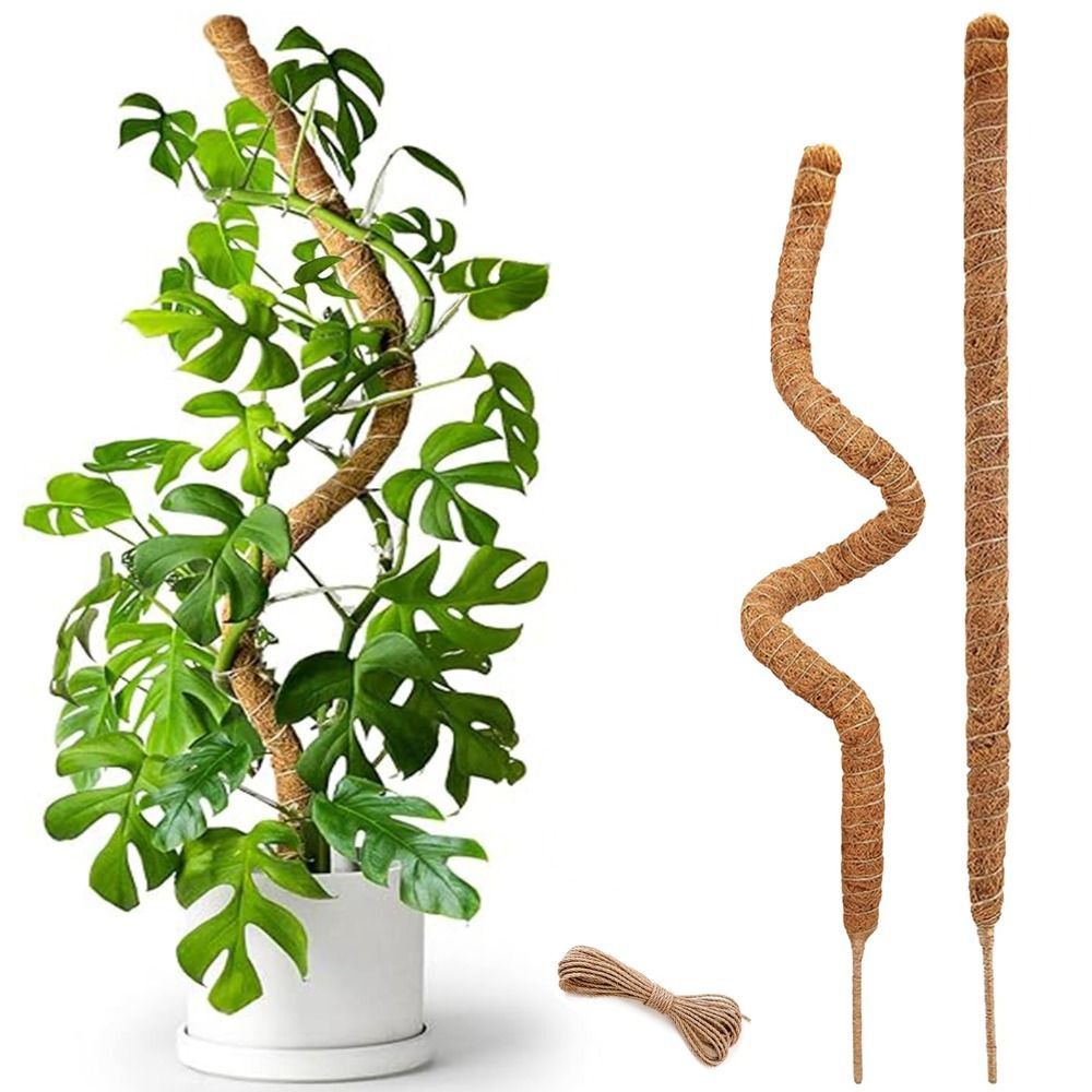 Sphagnum Moss Dry - Support de plante flexible en mousse,