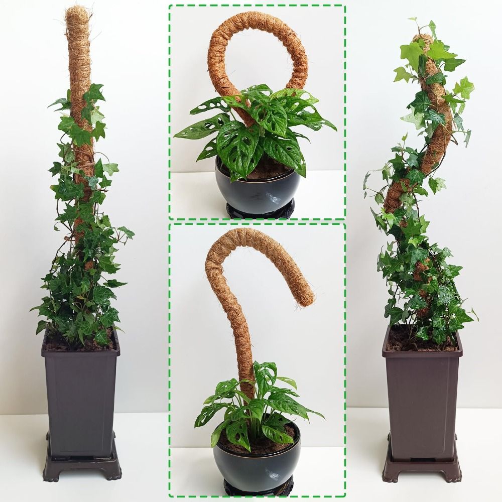 Support de plante flexible en  - Sphagnum Moss Dry avis et prix