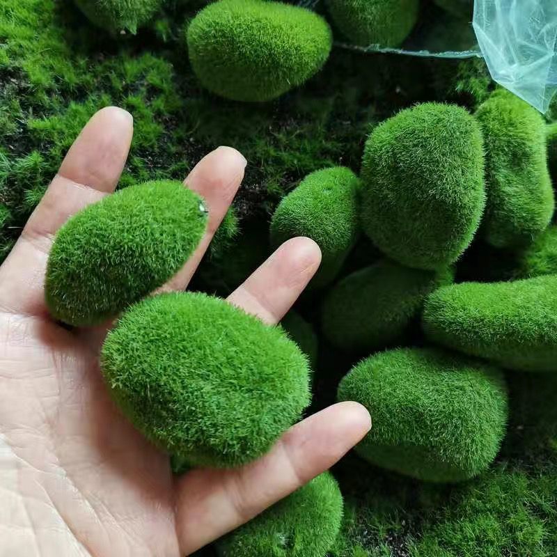 Mousse de Charbon Verte Artifi - Sphagnum Moss Dry avis et prix